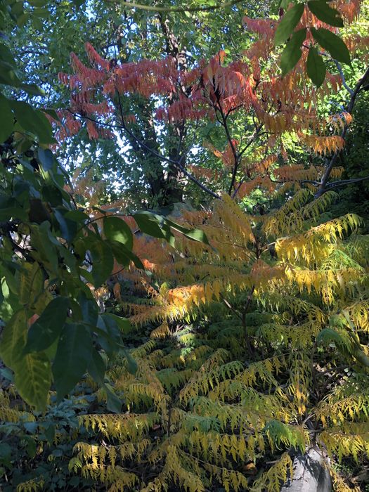 фиданки от Рустифина, декоративно дърво Rhus typhina Tiger Eyes