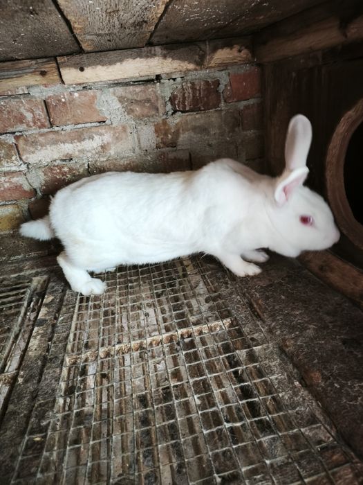 Зайци Цика мъжки и женски