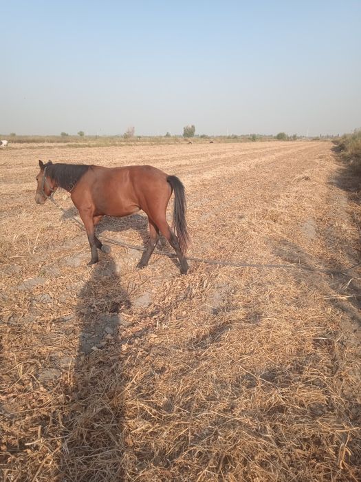 Бия той 1.5 яшар озимники