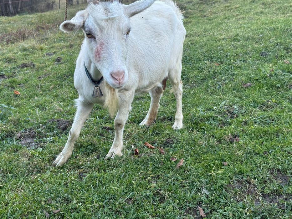 Capra buna de lapte gestanta