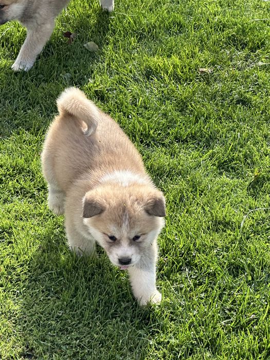 Catei akita inu japonez