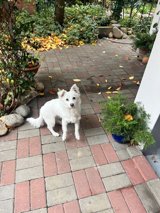 Donez cățel talie mica, hibrid cu pomeranian alb