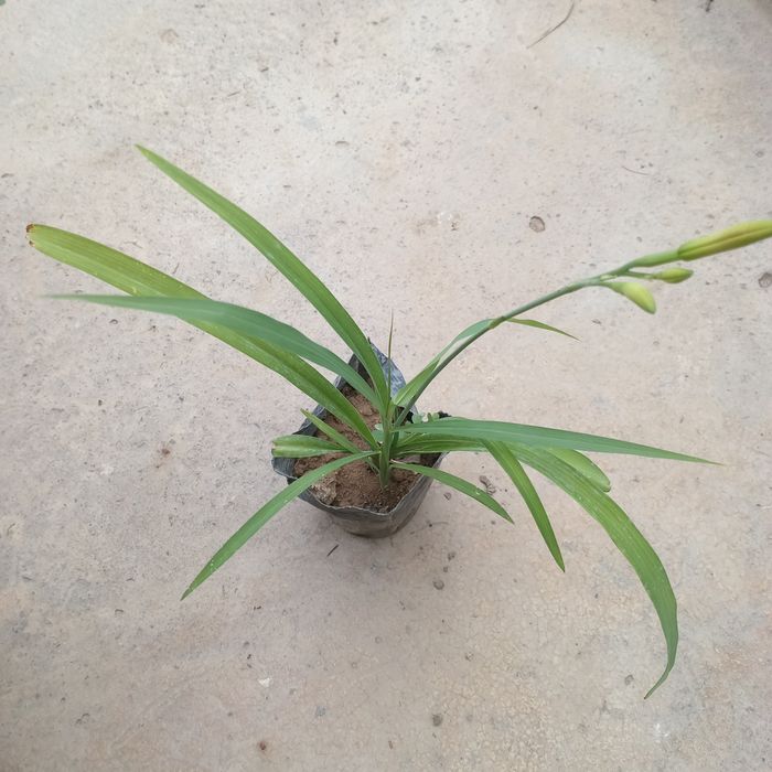 Лилейники (Hemerocallis)