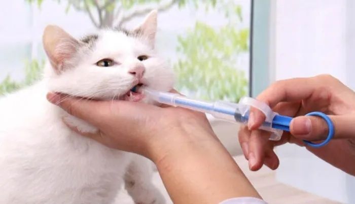 Спринцовка за храна и лекарства за кучета , котки и други животни