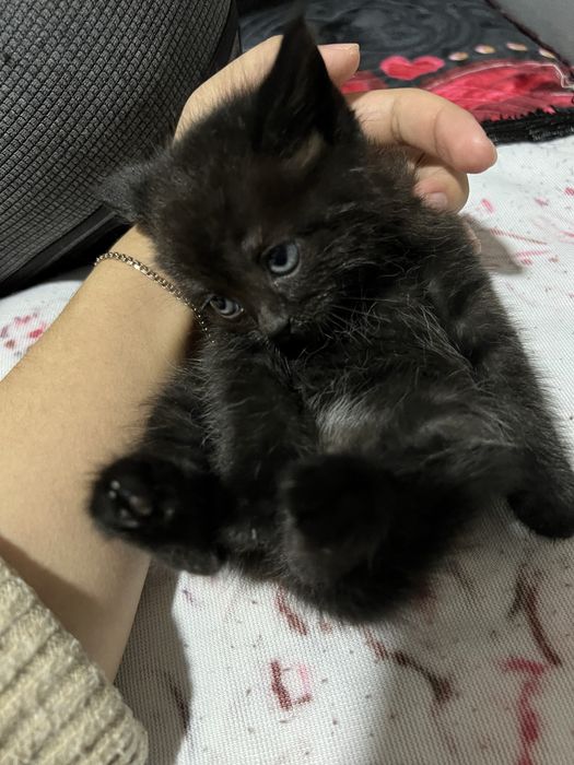 British shorthair ( британская короткошёрстная) болачалари