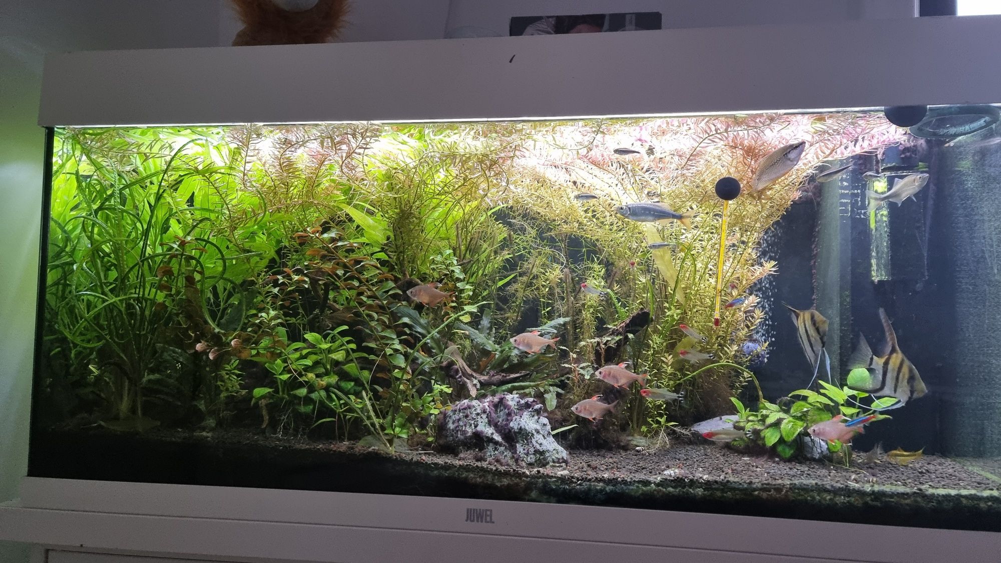 Acvariu complet Juwel 180