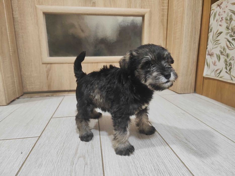 Мини шнауцер (цвергшнауцер)