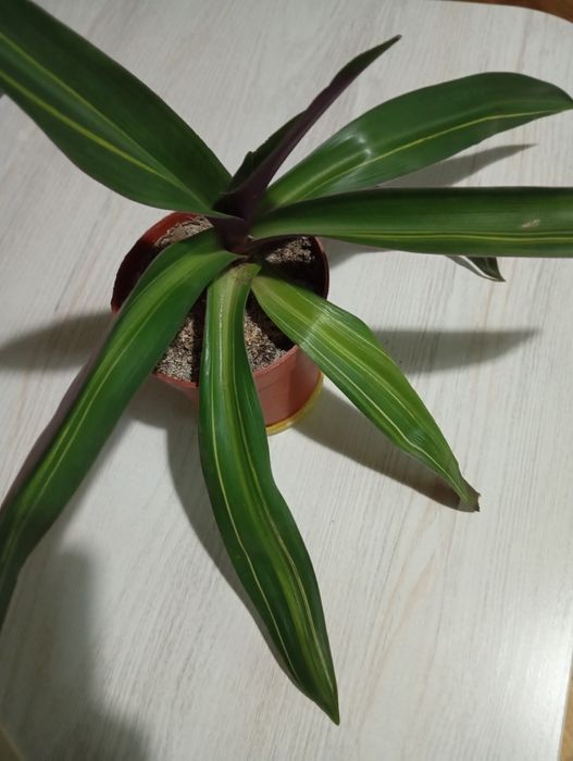 Рэо вариегатный. Элегантное комнатное растение.