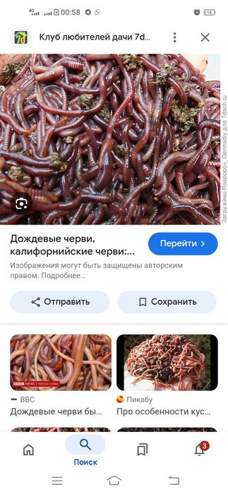 Шылаушын Червяк сатылады
