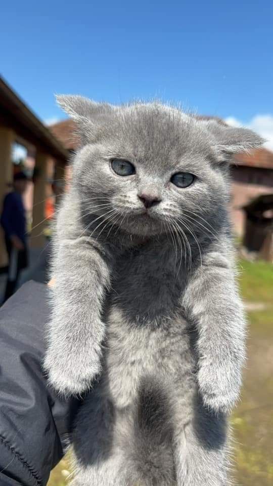 Vand Pisicuțe British shorthair blue