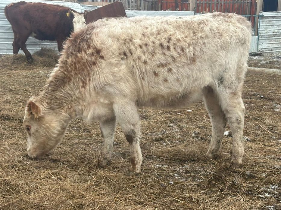 Продам коров 4 голов