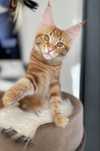 Pisica Maine Coon Red