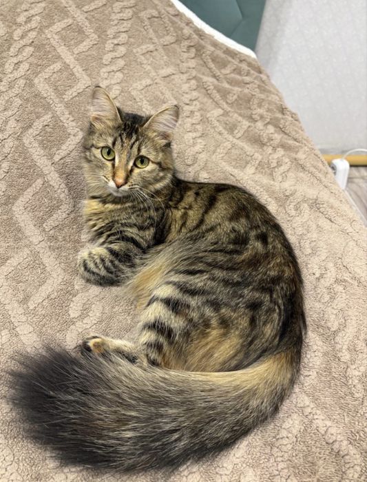 Кошка , отдам в хорошие руки, Сибирская метиска