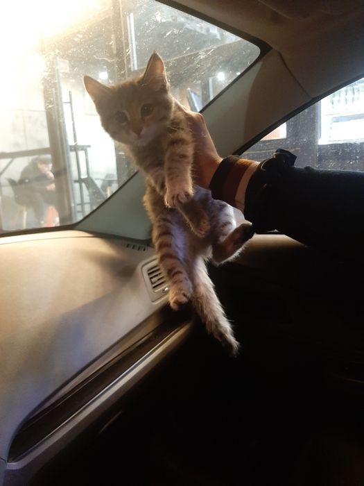 Отдам котёнка в добрые руки