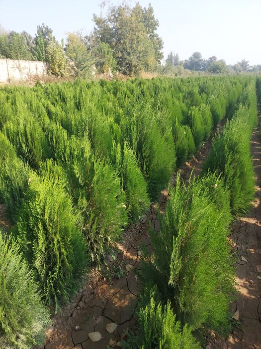 Туя книжная (Thuja plicata) — оптом с собственного поля!