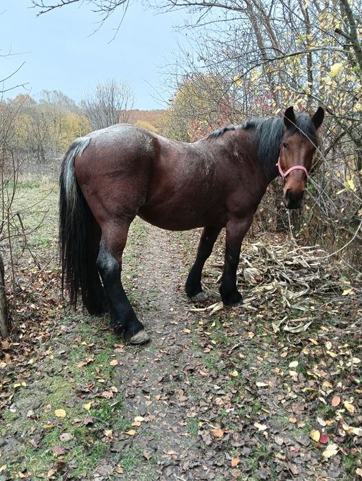 Vând iapa grea garantata