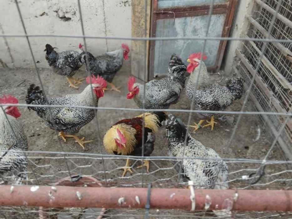Продавам петли -  ,,Плимутрок,, и други породи