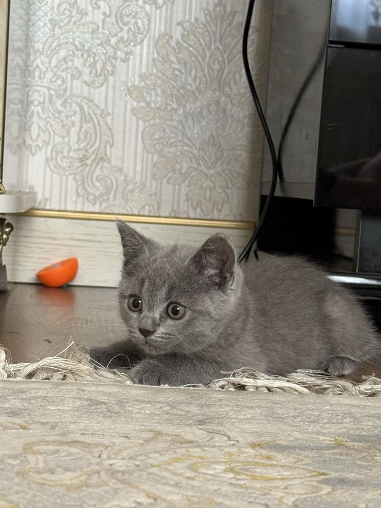 котенок скотиш страйт