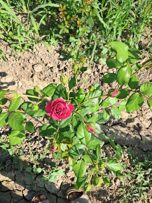 Atirgul kochatlar bor hamma sortidan bor 150 mingta