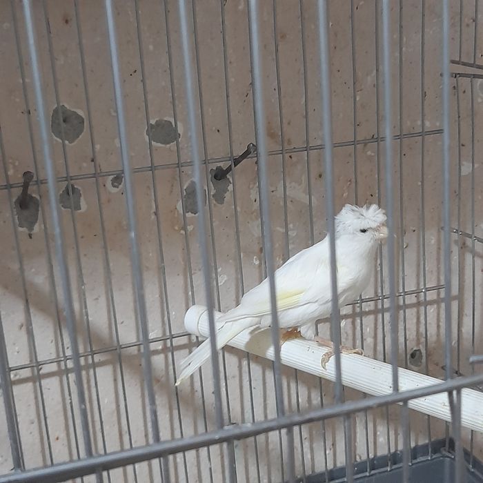 Нар канарейкалар сотилади.