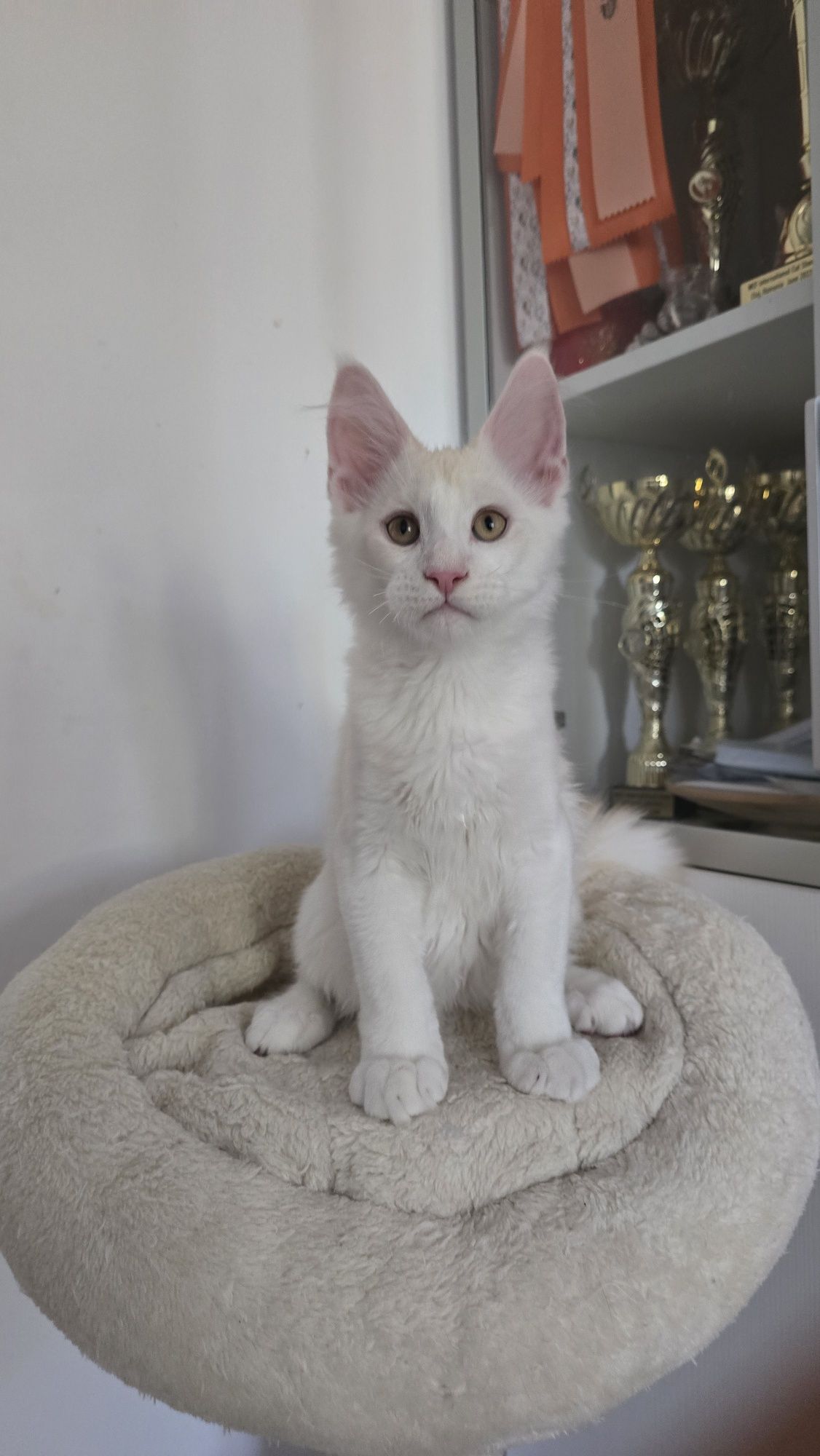 Felisă autorizată vinde Maine Coon cu pedigree