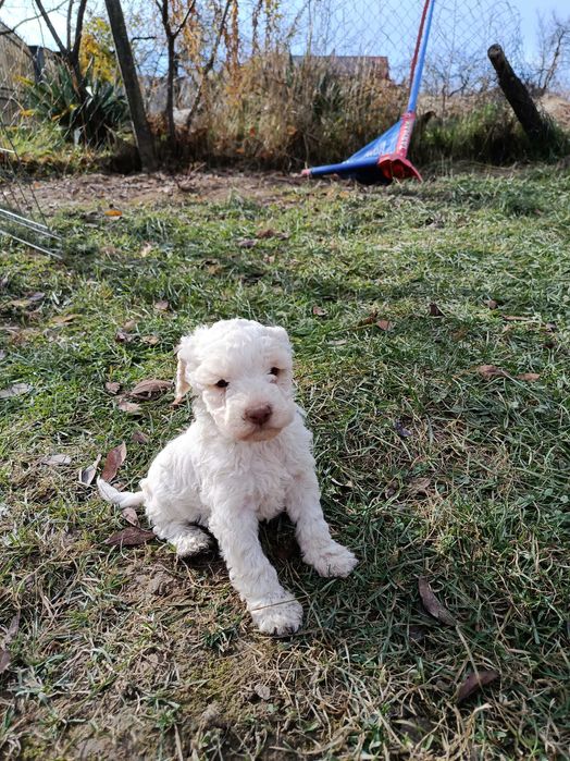 Cățeluși Lagotto Romagnolo de vânzare