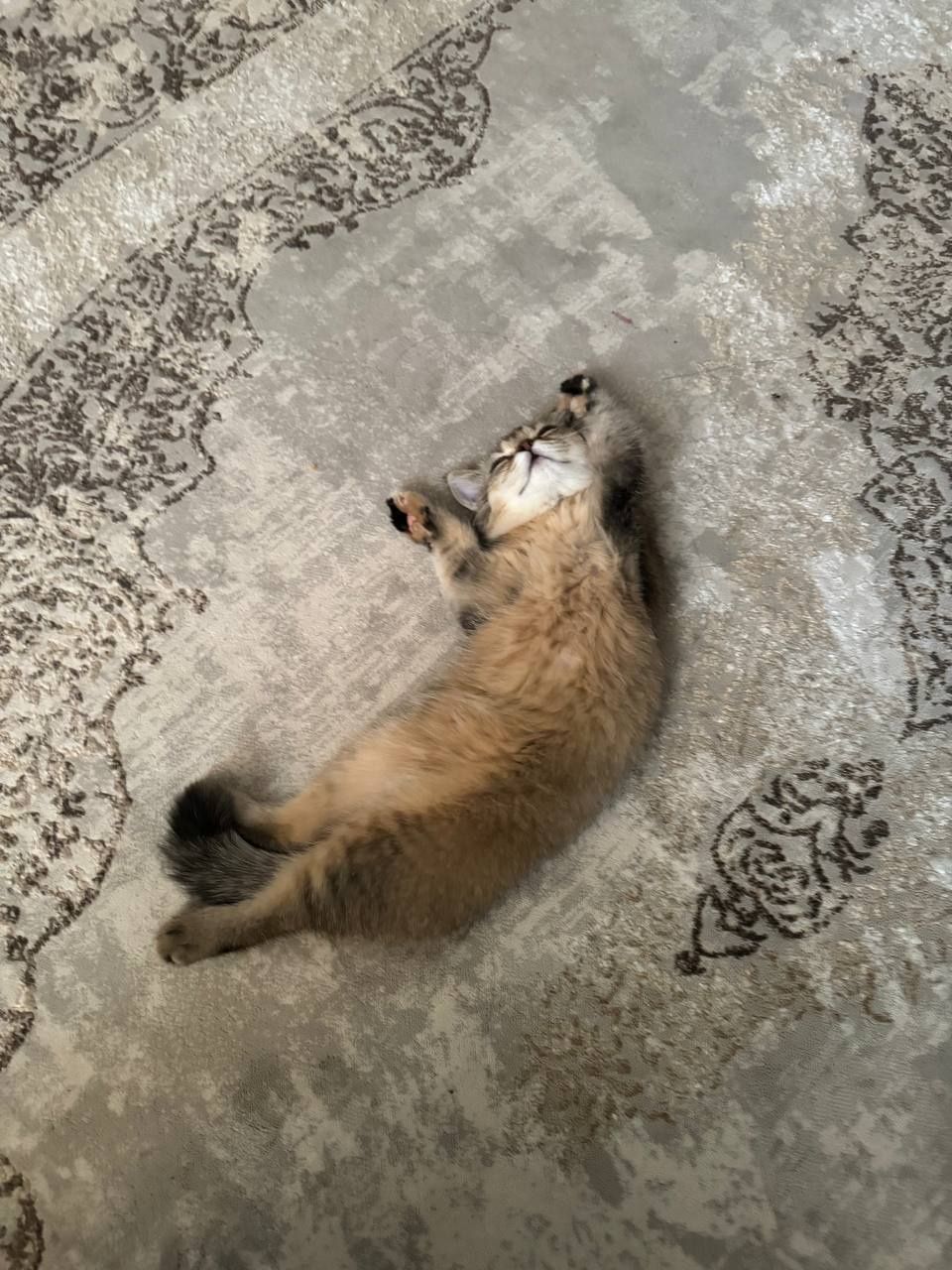 Кошка шиншилла породистый знает латок