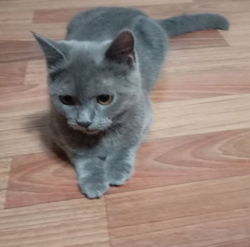 Продаëтся котята