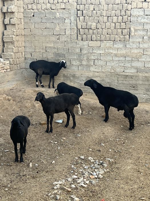 Тоза куйлар срочно сотилади, бокиб купайтириш учун!