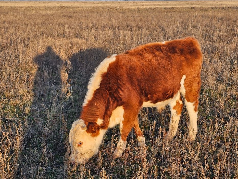 Продам бычков подсос 11 голов