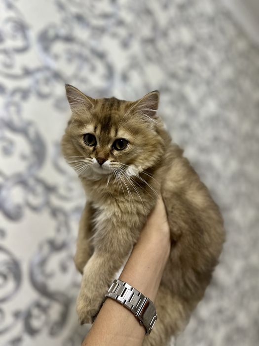 mushuk sotiladi shinshilla 850 ming