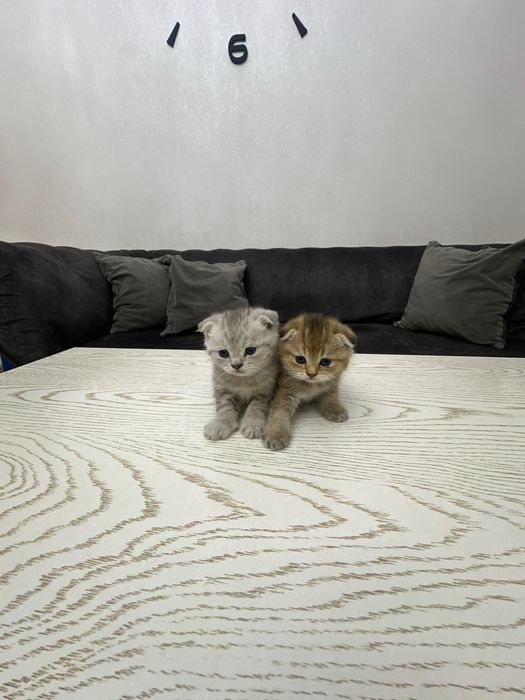 Залотая шиншила 25 акрас