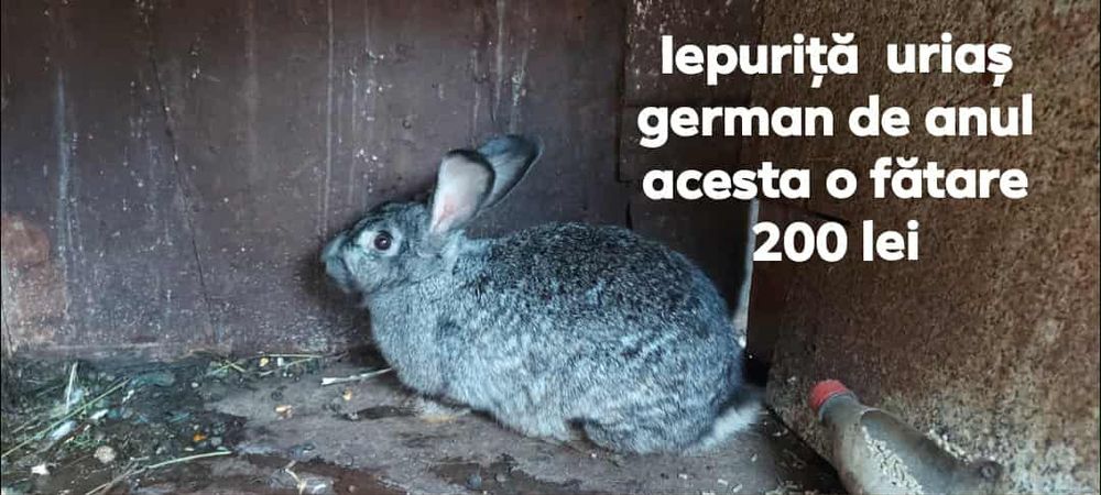 Iepurițe de vanzare