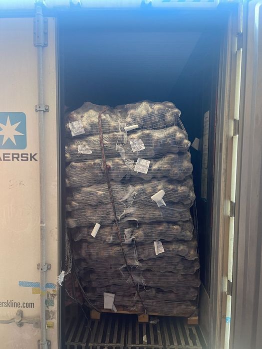 Sfecla roșie Sfecla noua 2025