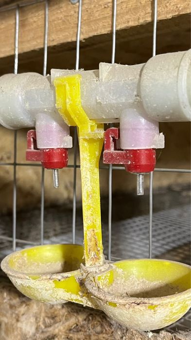 Брудер для цыплят