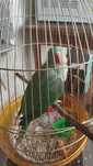 Продам. Александрийский Ожиреловый попугай. 1.5 года самец