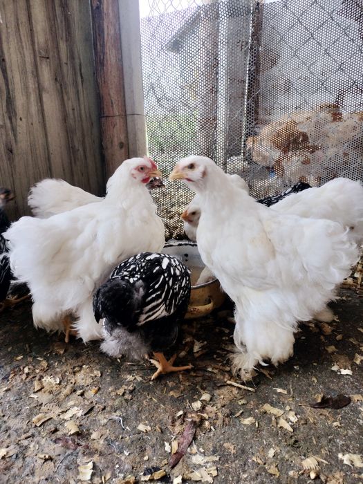 Pui de rasa cochi și wyandotte argintiu