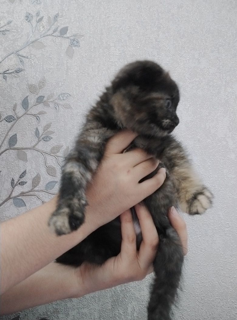 Шотландский прямоухи и вислоухие