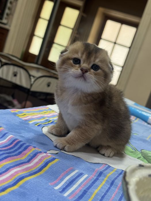 Продаются котята Шотладской породы!