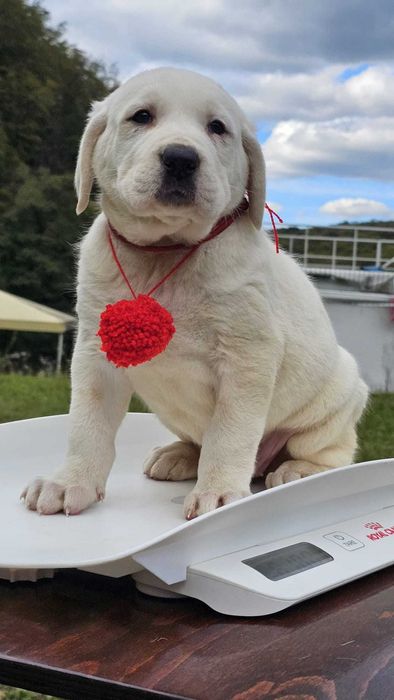 Ciobanesc de Asia Centrala femela