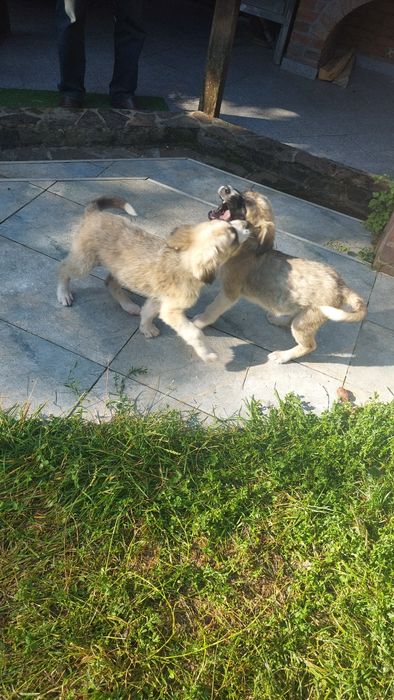 Catei pentru adoptie