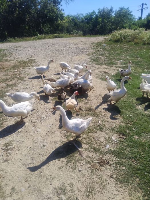 Gâște de vanzare