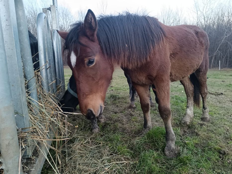 Vând mânza de 1 an