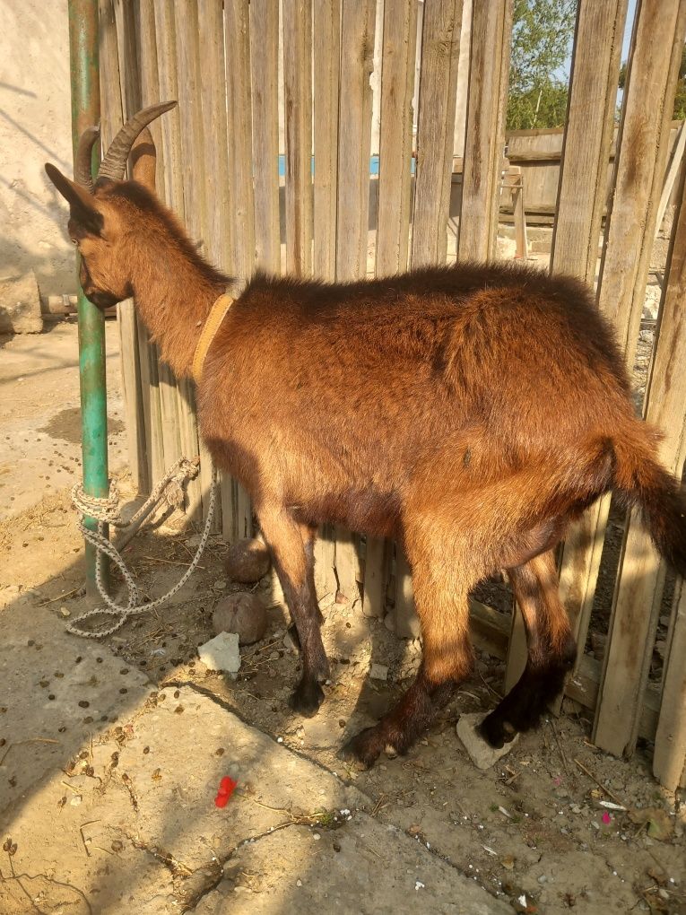 Vând două capre alpine franceze