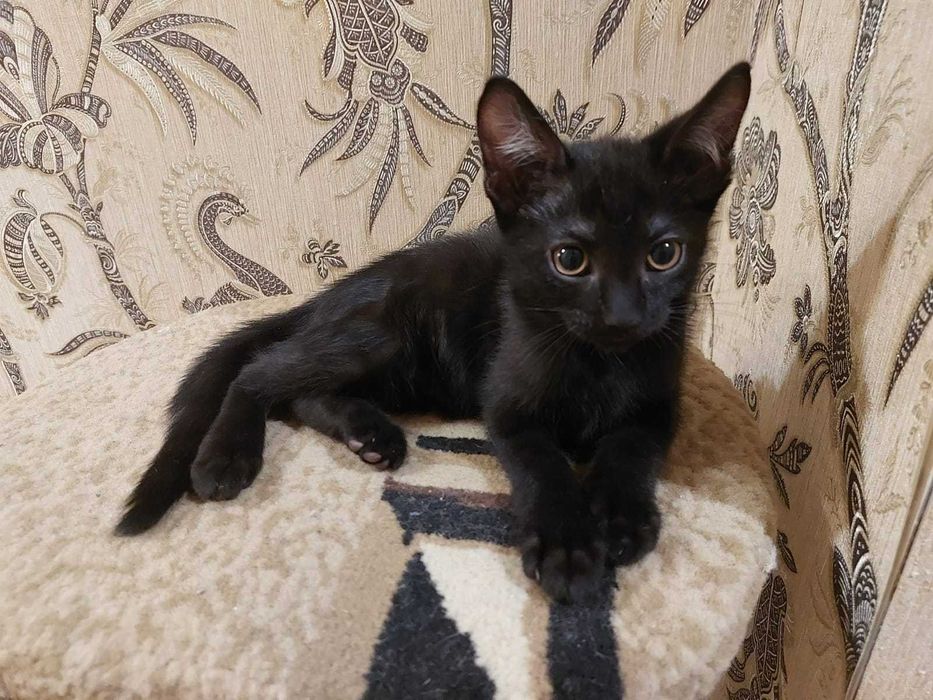 Отдам в добрые руки котика