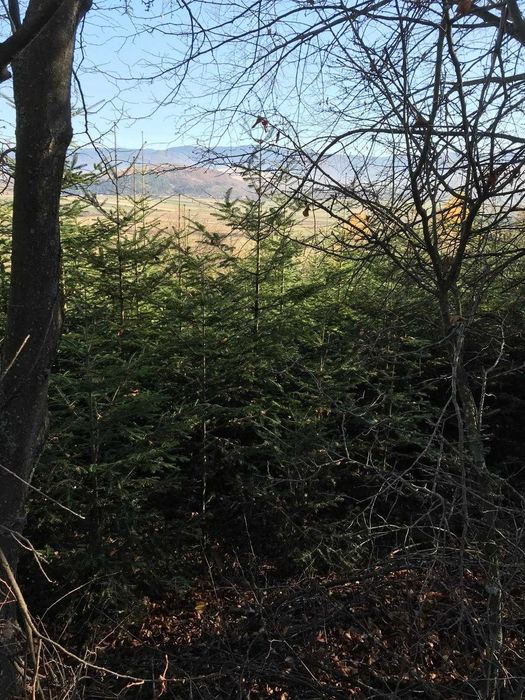 Brad/brazi/pom/pomi de Crăciun en-gros