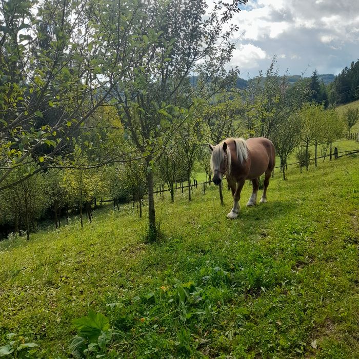 Vând cal de 6 ani