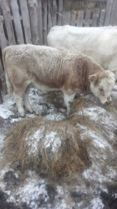 Продам КРС, годовалый