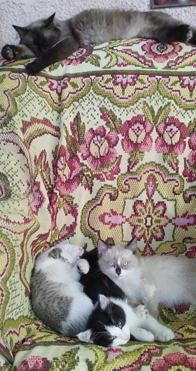 Котята,1 сиамский,2 обычных