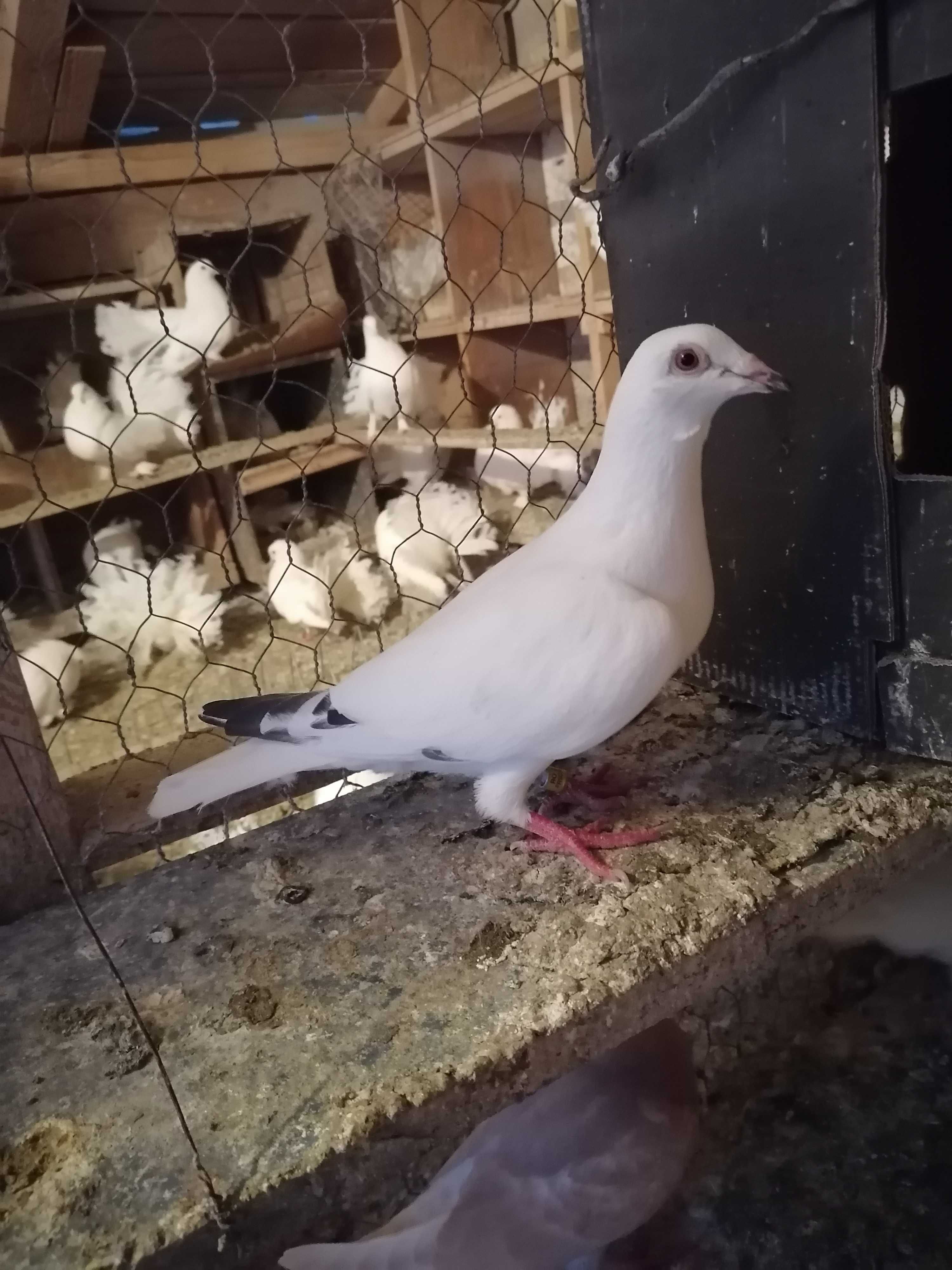 Porumbei, pui și maturi de vânzare